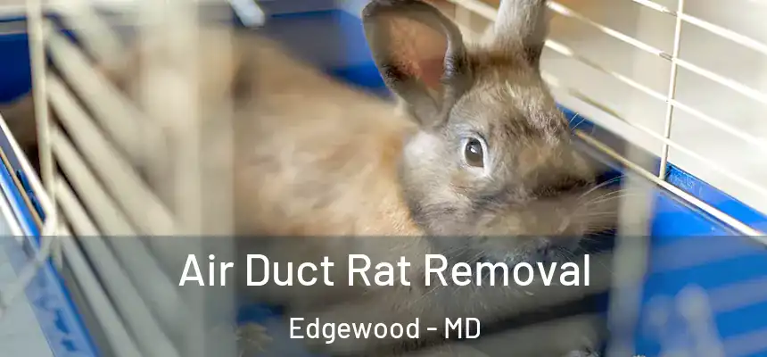 Air Duct Rat Removal Edgewood - MD